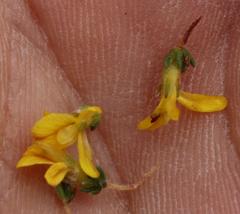 Aspalathus ericifolia ericifolia