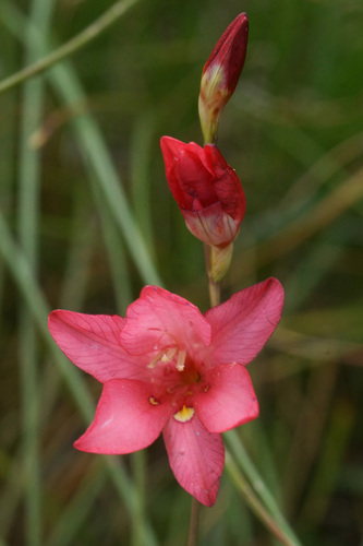 Tritonia drakensbergensis thumbnail