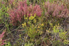 Aspalathus ericifolia ericifolia