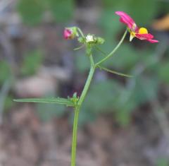 Nemesia pageae
