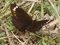 Serradinga bowkeri