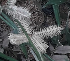 Dactyloctenium aegyptium