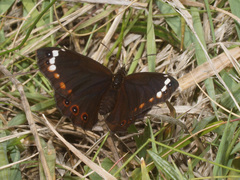Serradinga bowkeri