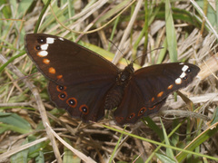 Serradinga bowkeri