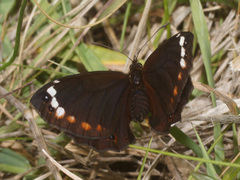 Serradinga bowkeri