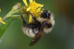 Bombus insularis