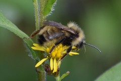 Bombus insularis