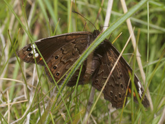 Serradinga bowkeri