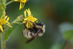 Bombus insularis
