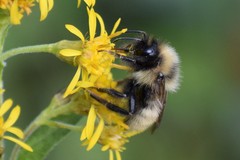 Bombus insularis