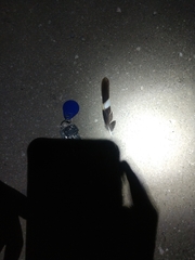 Nyctidromus albicollis