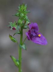 Diascia parviflora