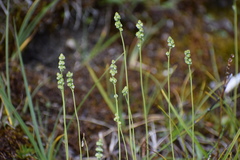 Tofieldia pusilla
