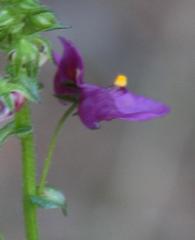 Diascia parviflora