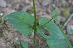 Diascia parviflora