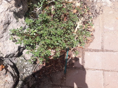 Portulaca oleracea