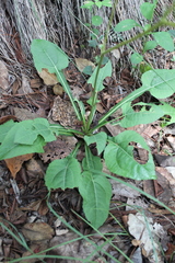 Iostephane trilobata