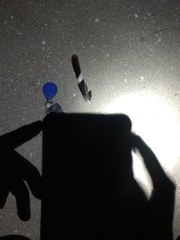 Nyctidromus albicollis