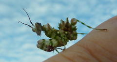 Pseudocreobotra wahlbergi