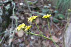 Iostephane trilobata
