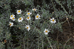 Eumorphia prostrata