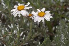 Eumorphia prostrata