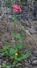 Hemimeris gracilis