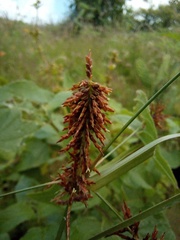 Cyperus ligularis