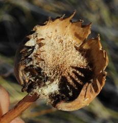 Euryops wageneri