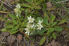 Alepidea pusilla
