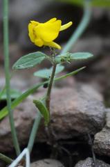Hemimeris gracilis