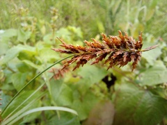 Cyperus ligularis