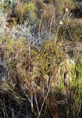 Euryops wageneri