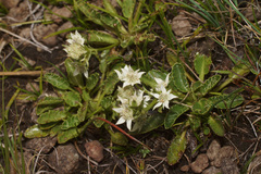 Alepidea pusilla