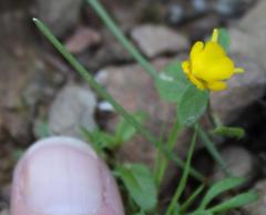 Hemimeris gracilis
