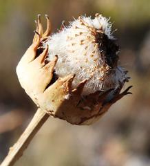 Euryops wageneri
