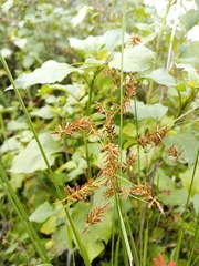 Cyperus ligularis