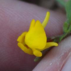Hemimeris gracilis