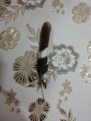 Nyctidromus albicollis