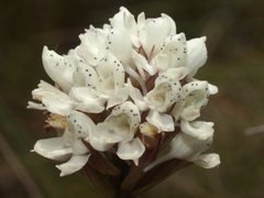 Disa cephalotes cephalotes