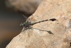 Paragomphus genei