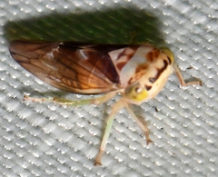 Populicerus formosus