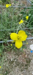 Diplotaxis tenuifolia