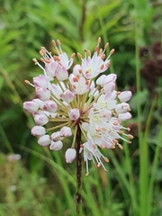 Allium suaveolens