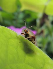 Aspidimorpha quadriremis