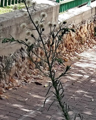 Erigeron bonariensis