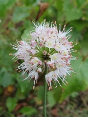 Allium suaveolens