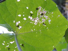 Aspidimorpha quadriremis