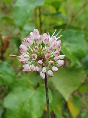 Allium suaveolens