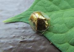 Aspidimorpha quadriremis